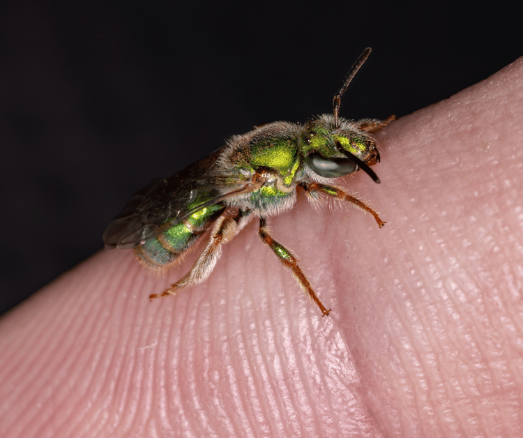 What are Sweat Bees?